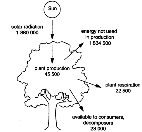 1946_Calculate the efficiency of photosynthesis.png